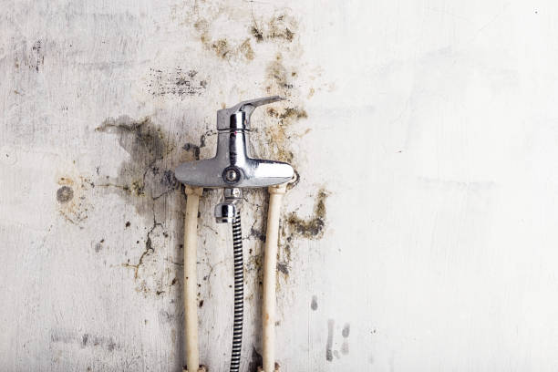Best Local Mold Removal Service  in Boonville, IN