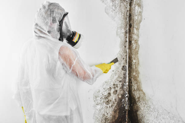 Best Fast Mold Removal  in Boonville, IN