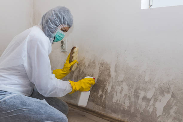 Best Professional Mold Removal  in Boonville, IN