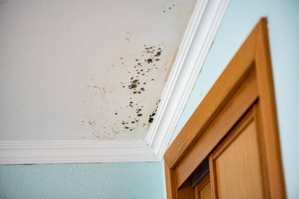 Best Toxic Mold Removal  in Boonville, IN