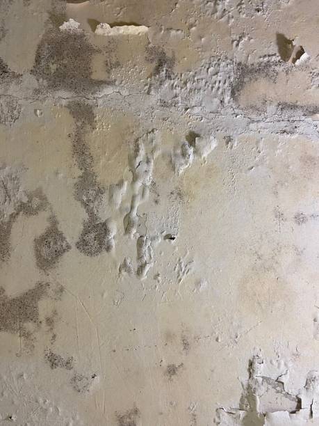 Best Commercial Mold Removal  in Boonville, IN