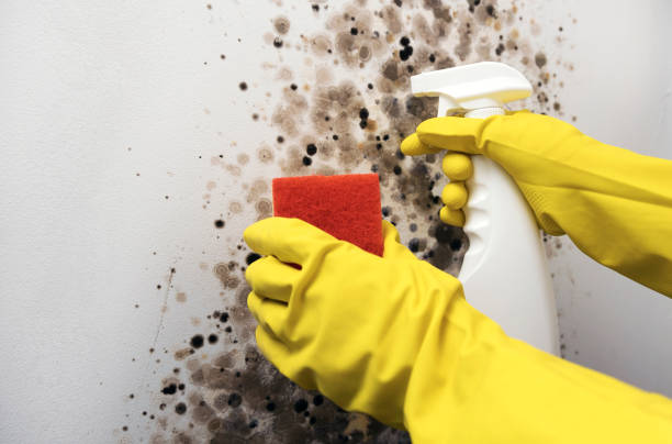 Professional Mold Removal in Boonville, IN