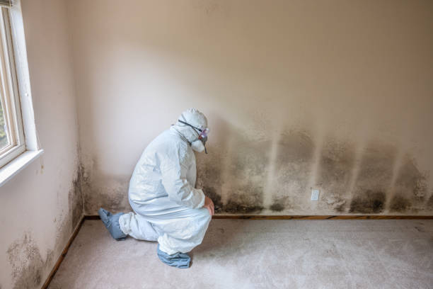 Best Black Mold Removal  in Boonville, IN