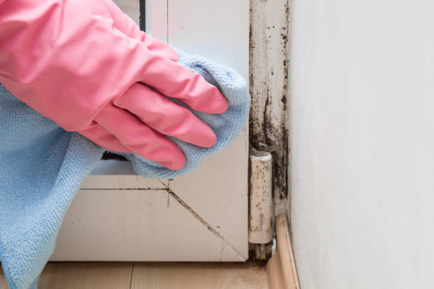 Best Toxic Mold Removal  in Boonville, IN