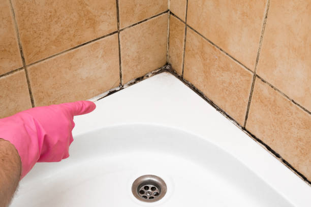 Best Best Mold Removal Companies  in Boonville, IN